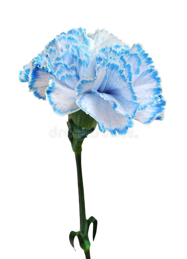 blue-carnation-29605133.jpg