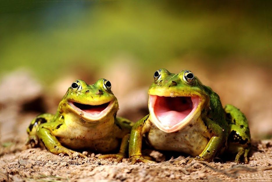 ua72l-smiling-frogs.jpg