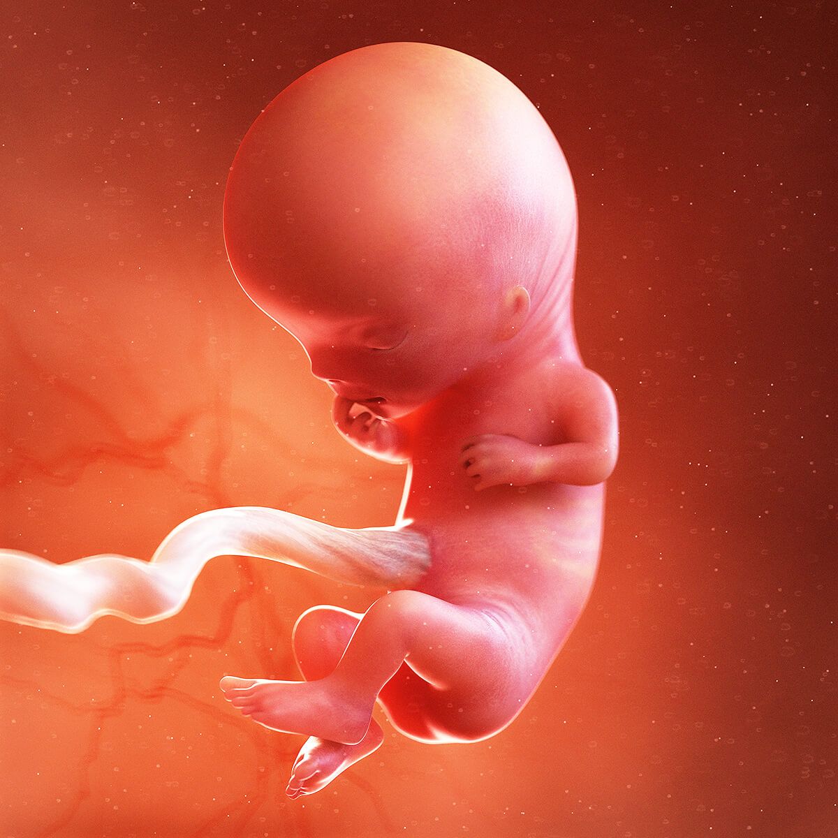 unborn-child-at-11-weeks.jpg