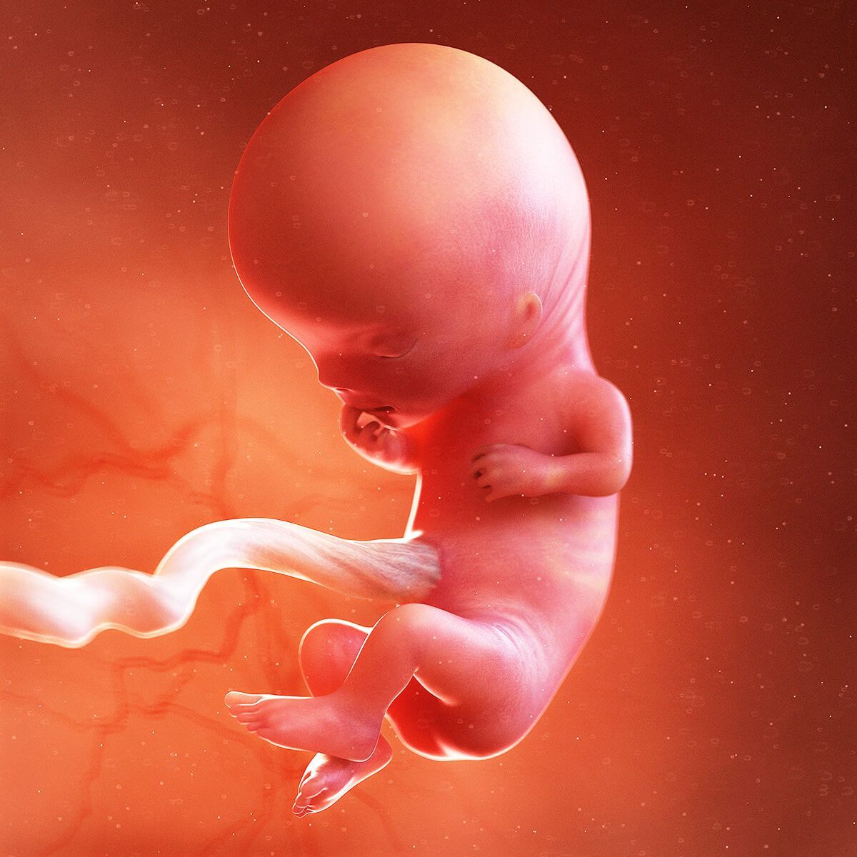 1683598091116-unborn-child-at-11-weeks[1].jpg