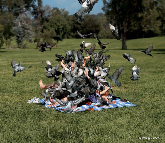 Do_not_feed_the_pigeons0-size-600x0.jpg