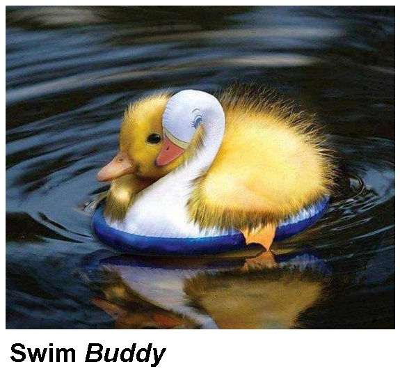 Swim 'Buddy'.jpg